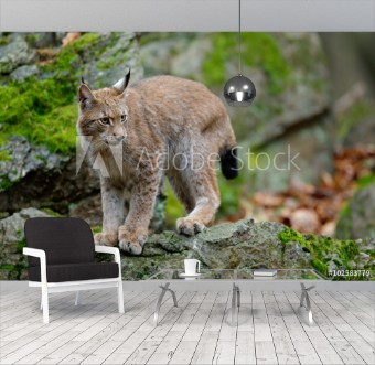 Picture of Walking eurasian wild cat Lynx on green moss stone in green forest in background